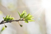 close up of tree branch with green leaves and shining sun