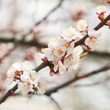 tree branch with blooming flowers on blurred background clipart