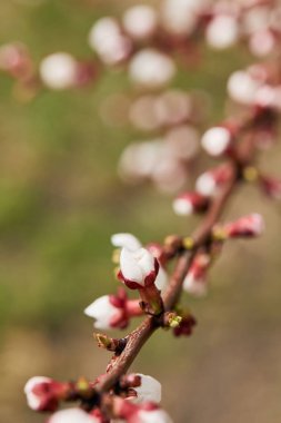 selective focus of closed flower buds on tree branch  clipart