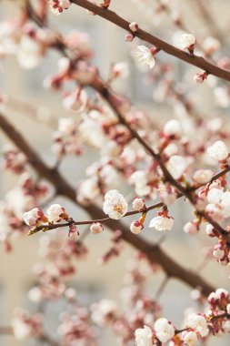 selective focus of blooming flowers on tree branches in sunlight clipart