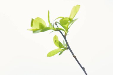 close up of green blooming leaves on tree branch in spring isolated on white clipart