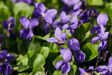 selective focus of blooming violets with green leaves in sunlight clipart
