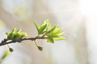 yeşil yaprakları ve parlayan güneş ile ağaç dalı yakın