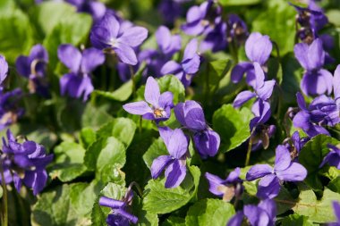 blooming violets with green leaves in sunlight clipart