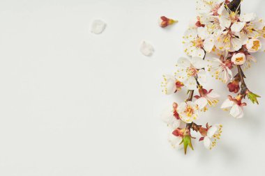 top view of tree branch with blooming spring flowers and white petals on white background clipart