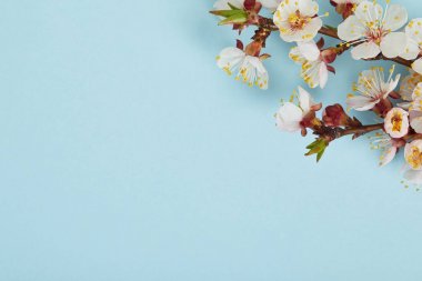 close up of tree branch with blossoming white flowers on blue background clipart