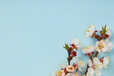 close up of tree branch with blossoming spring white flowers on blue background clipart