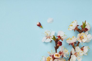 close up of tree branch with blossoming white flowers and petals on blue background clipart