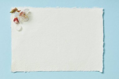 top view of blooming spring flowers on white blank stripped card on blue background clipart