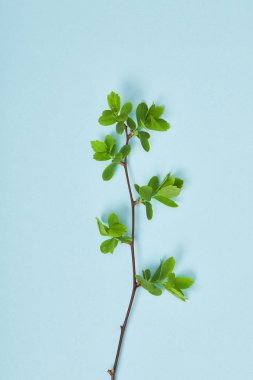 top view of tree branch with green leaves on blue background clipart