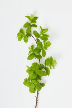 top view of tree branch with blooming green leaves on white background clipart