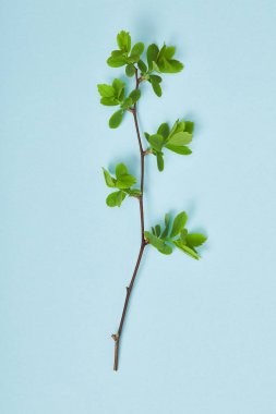 top view of tree branch with blooming spring green leaves on blue background clipart