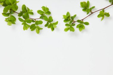 top view of branches with blooming green leaves on white background clipart