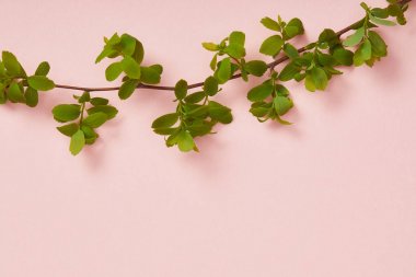 pembe arka plan üzerinde yeşil yaprakları açan ağaç dalı üst görünümü