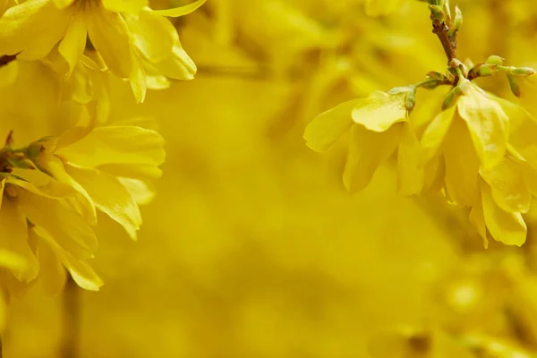 Close Yellow Blooming Flowers Tree Branches — Stock Photo, Image