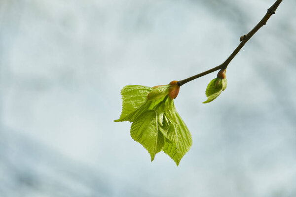 close up of buds and blooming green leaves on tree branch