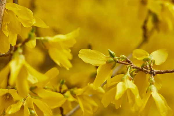 Close Flores Amarelas Florescendo Com Pétalas Galhos Árvore — Fotografia de Stock