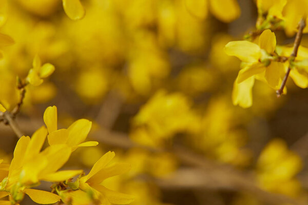 close up of yellow blooming flowers with big petals on tree branches