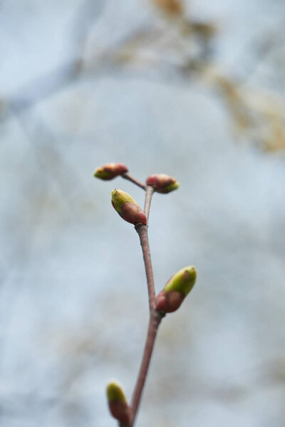 close up of tree branch with closed buds on blurred grey background