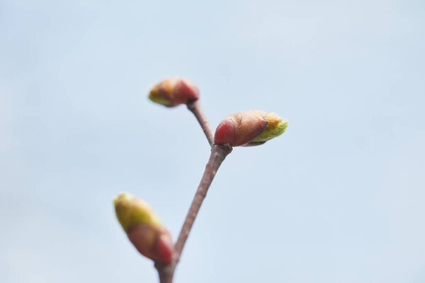 close up of tree branch with closed buds with clear blue sky on background