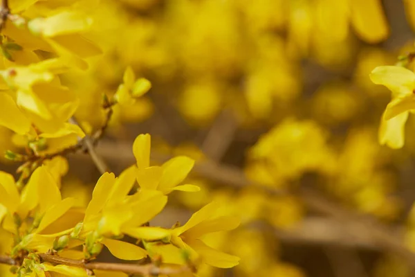 Perto Flores Florescentes Amarelas Galhos Árvore — Fotografia de Stock