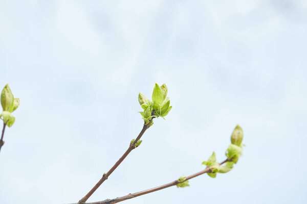 close up of tree branches with blooming green leaves with clear blue sky on background