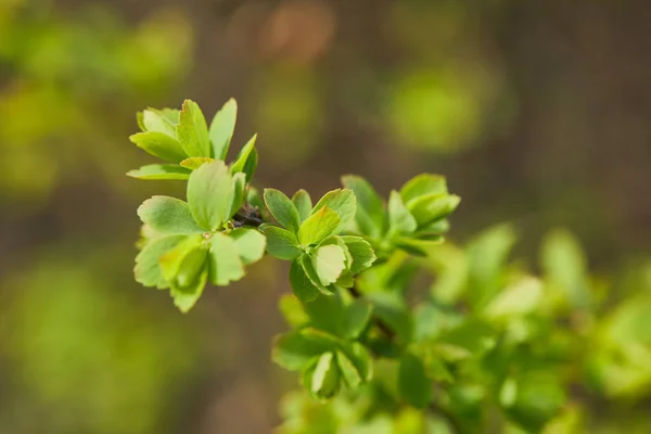 Закрыть Зеленые Цветы Ветке Дерева Размытом Фоне — стоковое фото