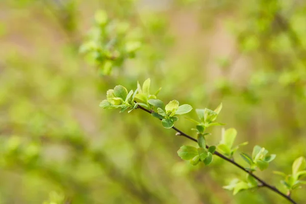 Close Green Flowers Tree Branch Blurred Background Copy Space — Stock Photo, Image