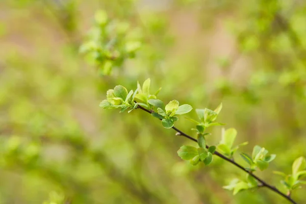 Närbild Gröna Blommor Trädgrenen Suddig Bakgrund Med Kopierings Utrymme — Stockfoto