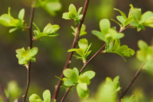 Close Green Blooming Flowers Tree Branches Spring — Stock Photo, Image