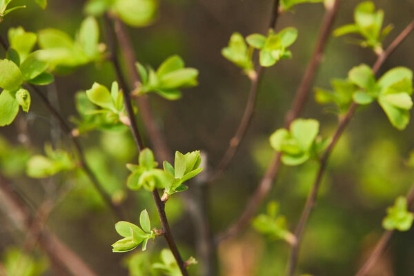 close up of green blooming leaves in sunlight on tree branches in spring