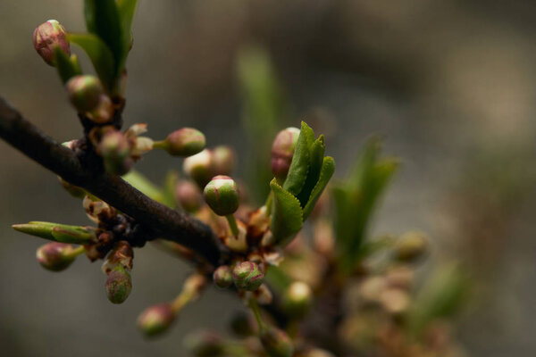 close up of green blooming leaves and buds on tree branch in spring 