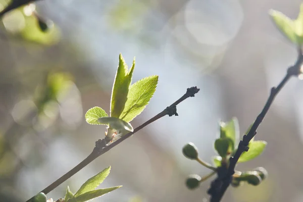 selective focus of tree branches with green leaves in sunshine on blurred background