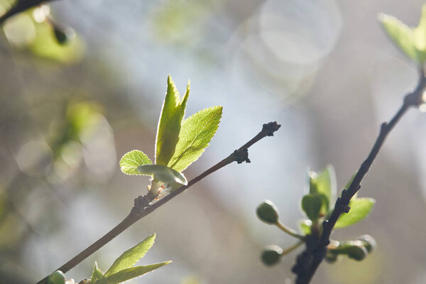 selective focus of tree branches with green leaves in sunshine on blurred background