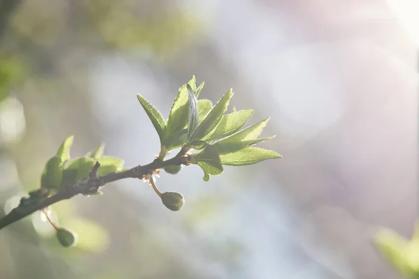 树枝的特写与绿叶和明亮的阳光在模糊的背景 — 图库照片