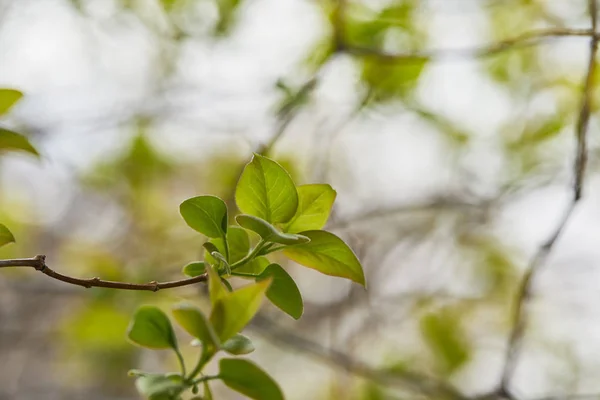 Foco Seletivo Galhos Árvores Com Folhas Verdes Durante Dia — Fotografia de Stock