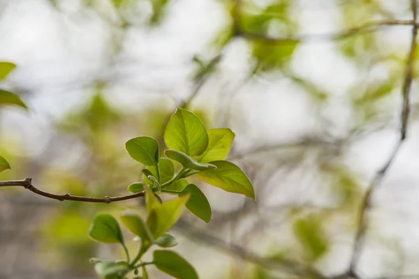 Selectieve Focus Van Boomtakken Met Groene Bladeren Overdag — Stockfoto