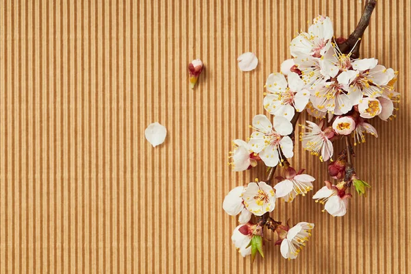 Dokulu Arka Plan Üzerinde Çiçek Açan Bahar Çiçekleri Ile Ağaç — Stok fotoğraf