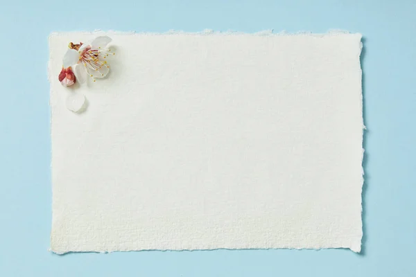 蓝色背景上白白空白剥落的卡片上盛开的春花的顶视图 — 图库照片