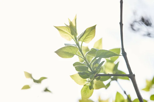 Ветка Дерева Зелеными Листьями Весеннем Солнечном Свете — стоковое фото