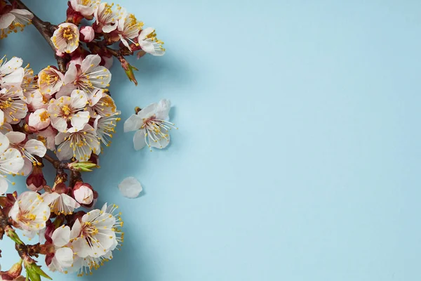 Mavi Arka Plan Üzerinde Çiçek Açan Bahar Çiçekleri Ile Ağaç — Stok fotoğraf