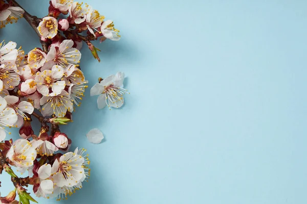 top view of tree branch with blossoming spring flowers on blue background