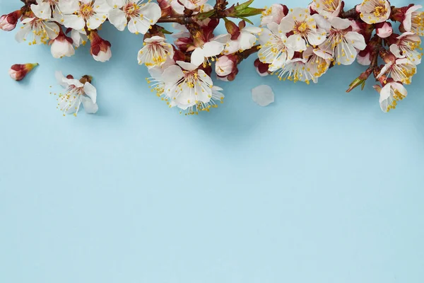 top view of tree branch with blossoming flowers on blue background