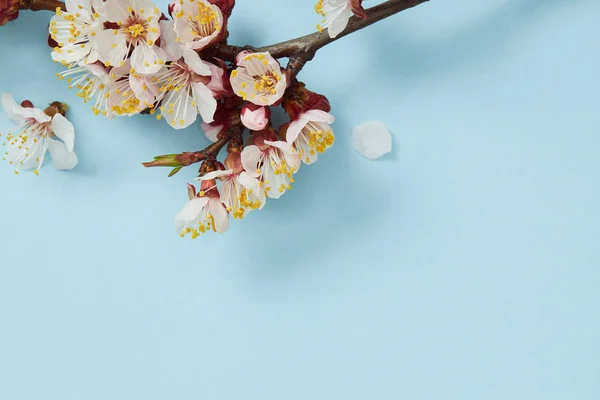 Close Tree Branch Blossoming Flowers Blue Background — Stock Photo, Image