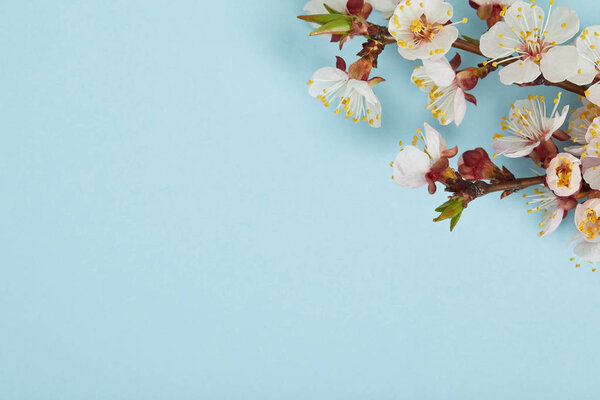 close up of tree branch with blossoming white flowers on blue background