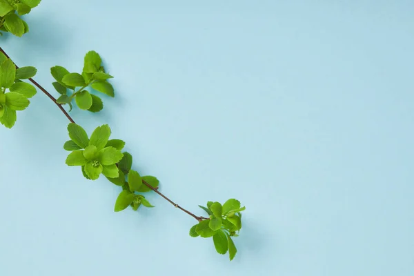 Top Över Trädgrenen Med Blommande Gröna Blad Blå Bakgrund — Stockfoto