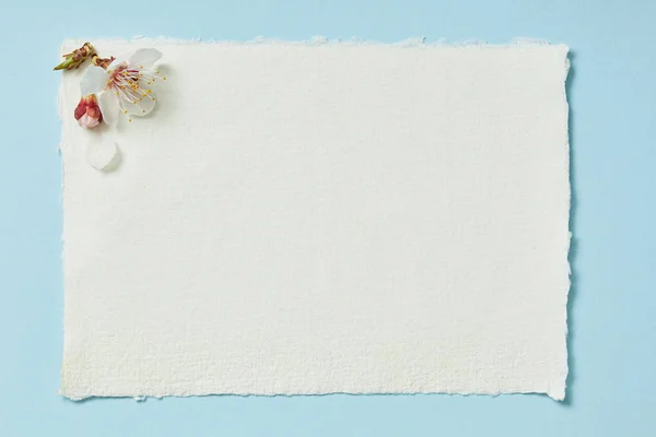 Top Uitzicht Van Bloeiende Lente Bloemen Witte Blanco Gestripte Kaart — Stockfoto
