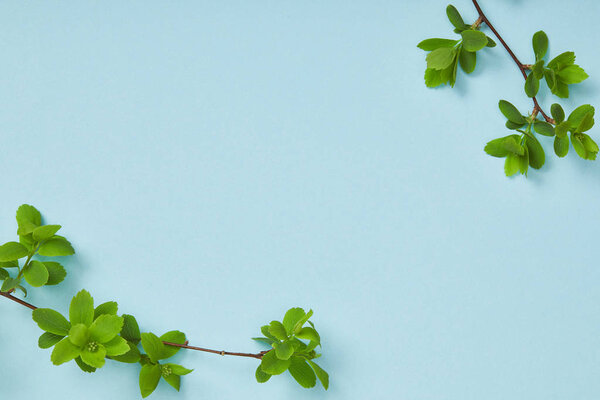 верхний вид ветвей деревьев с цветущими зелеными листьями на синем фоне с копировальным пространством
