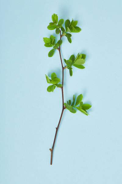 top view of tree branch with blooming spring green leaves on blue background