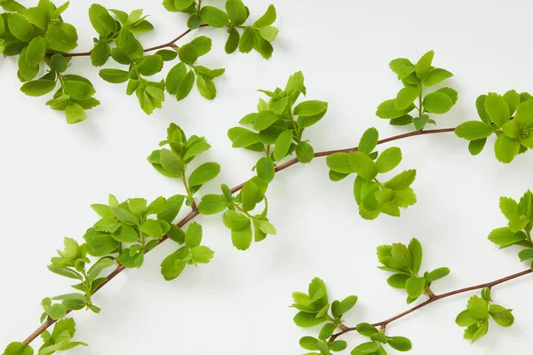top view of tree branches with blooming green leaves on white background